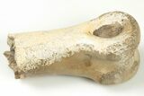 Partial Ornithomimus Toe Bone - Judith River Formation #200262-2